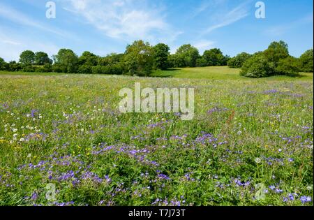 Blühende Wiese mit Wald-storchschnabel (Geranium sylvaticum), Biosphärenreservat Rhön, Bayern, Deutschland Stockfoto