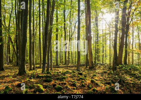 Gemeinsame Buchen (Fagus sylvatica) und Moos bedeckt Steine, Schwarze Berge Naturpark, Biosphärenreservat Rhön, Bayern, Deutschland Stockfoto