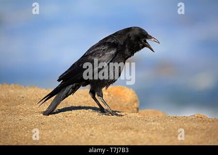 Amerikanische Krähen (Corvus brachyrhynchos), Erwachsenen auf dem Rock, Aufruf, Kalifornien, North America, USA Stockfoto