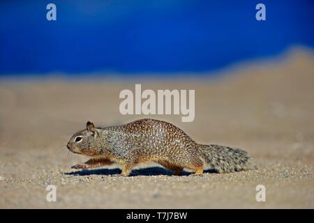 Kalifornien Erdhörnchen (Citellus beecheyi), Erwachsener, laufen, Kalifornien, USA Stockfoto