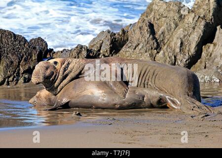 Nördlichen Seeelefanten (Mirounga leonina angustirostris), Erwachsener, Tier Paar am Strand Paarung, Piedras Blancas Rookery, San Simeon, San Luis Obispo Stockfoto