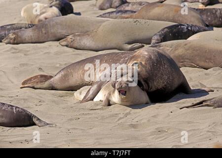 Nördlichen Seeelefanten (Mirounga leonina angustirostris), nach paar am Strand Paarung, Elephant seal Kolonie, Piedras Blancas Rookery, San Simeon San Stockfoto