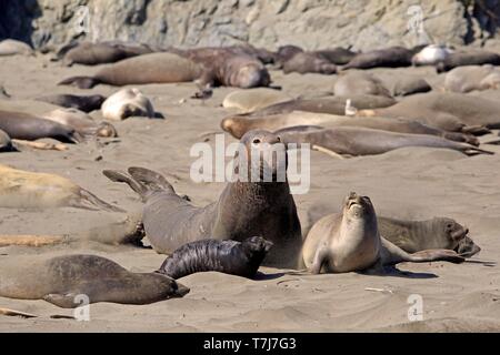 Nördlichen Seeelefanten (Mirounga leonina angustirostris), nach Paar mit jungen Tier am Strand, Elefanten Kolonie, Piedras Blancas Rookery, San Simeon. Stockfoto