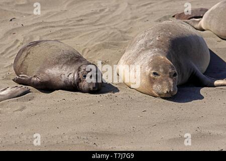 Nördlichen Seeelefanten (Mirounga leonina angustirostris), dam Gähnen mit jungen Ruhen im Sand, Piedras Blancas Rookery, San Simeon, San Luis Obispo Stockfoto