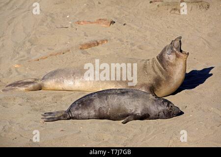 Nördlichen Seeelefanten (Mirounga leonina angustirostris), dam Gähnen mit jungen Ruhen im Sand, Piedras Blancas Rookery, San Simeon, San Luis Obispo Stockfoto