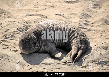 Nördliche See-Elefant (Mirounga leonina angustirostris), jungen Ruhen im Sand, Piedras Blancas Rookery, San Simeon, San Luis Obispo County, Kalifornien Stockfoto