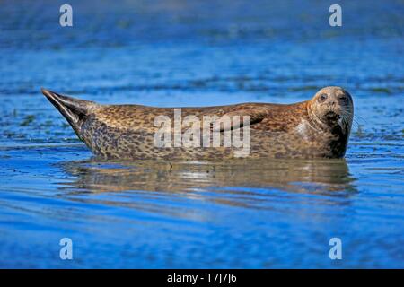 Seehunde (Phoca vitulina), Erwachsener, im Wasser liegend, Elkhorn Slough, Kalifornien, USA Stockfoto