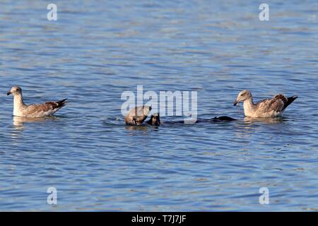 North American River Fischotter (Lontra canadensis), Erwachsene im Wasser essen, Western Möwe (Larus occidentalis) in schlichtes Kleid, Elkhorn Slough, Kalifornien Stockfoto