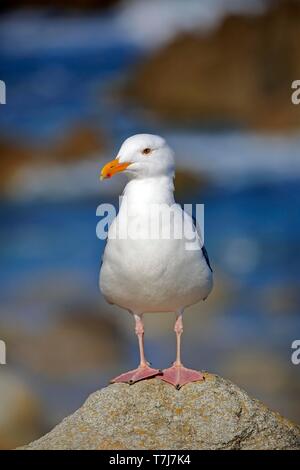 Western Möwe (Larus occidentalis), Erwachsene auf Felsen, Kalifornien, USA Stockfoto