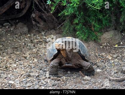 Galapagos Riesenschildkröten (Geochelone nigra hoodensis), Charles Darwin Research Station, Puerto Ayuro, Santa Cruz Island, Galapagos, Ecuador Stockfoto