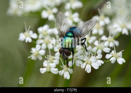 Gemeinsame grüne Flasche fliegen (Lucilia sericata), Deutschland Stockfoto