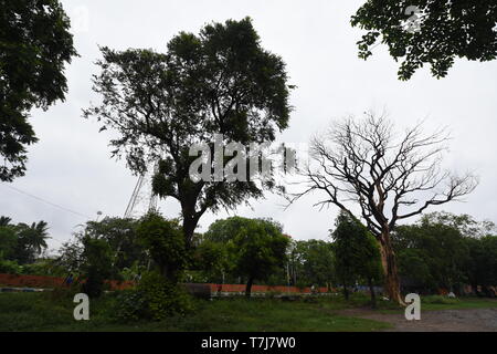 Howrah Stadt, Indien. 4. Mai, 2019. Lebenden und Toten Baum an der Padmapukur Wasseraufbereitungsanlage Bereich am Tag nach dem Zyklon -------- Könnte h wurden Stockfoto