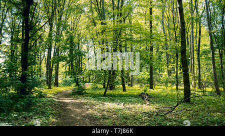 Pfad durch den Wald: Wald im Tiergarten in Berlin, Deutschland im Frühjahr, Landschaft Hintergrund Stockfoto