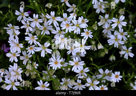 Mehr Sternmiere, Stellaria holostea, Arme-Leute-Knopfloch, pflanzliche Heilmittel sagte zu Schmerzen bekannt als titch', die den Menschen befällt, wenn sie Heilung Stockfoto