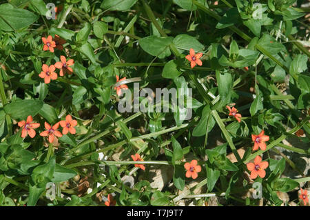 Scarlet pimpernel (Anagallis arvensis) Blühende Pflanze mit leuchtend roten Blüten, eine jährliche landwirtschaftlicher Unkraut, September Stockfoto