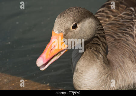 Kopf einer Graugans (Anser anser) auf Wasser bei WWT Arundel Center in West Sussex, Juli Stockfoto