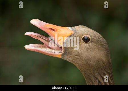 Kopf einer weiblichen Graugans (Anser anser) mit Schnabel öffnen und Zischen seiner Gänschen zu schützen, Arundel WWT, Juli Stockfoto