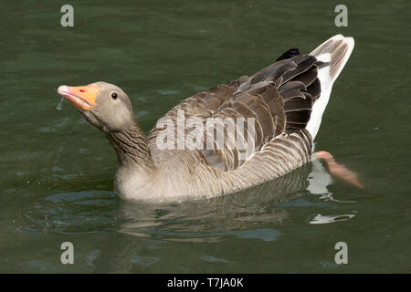 Graugans (Anser anser) auf Wasser im Sommer trinken an WWT Arundel Center in West Sussex, Juli Stockfoto