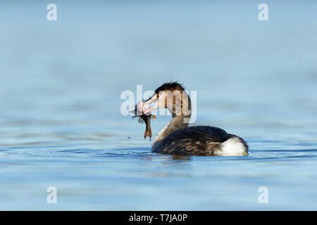 Haubentaucher (Podiceps cristatus) im Winter Gefieder mit einer Europäischen Barsch (Perca fluviatilis) an der Reeuwijkse Plassen in der Netherlan Stockfoto