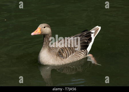 Graugans (Anser anser) auf Wasser bei WWT Arundel Center in West Sussex, Juli Stockfoto