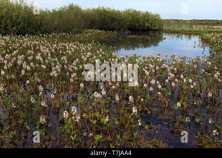 Blühende Bogbean (Menyanthes dreiblättrige) auf Schiermonnikoog, Niederlande. Stockfoto