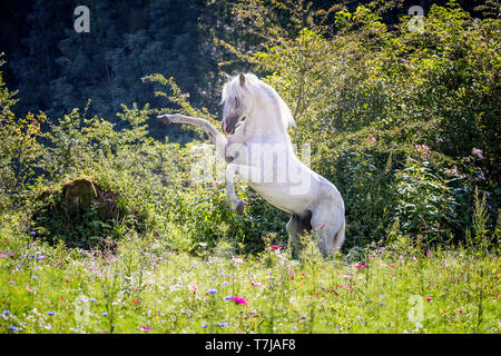 Alter Real. Schimmelhengst Hexeno Aufzucht auf einer blühenden Wiese. Deutschland Stockfoto