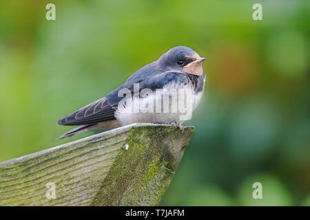 Rauchschwalbe Jugendlicher Stockfoto