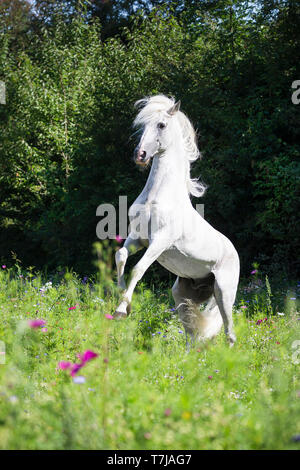 Alter Real. Schimmelhengst Hexeno Aufzucht auf einer blühenden Wiese. Deutschland Stockfoto