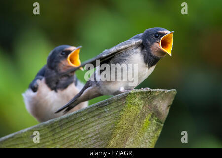 Rauchschwalbe Jugendlicher Stockfoto