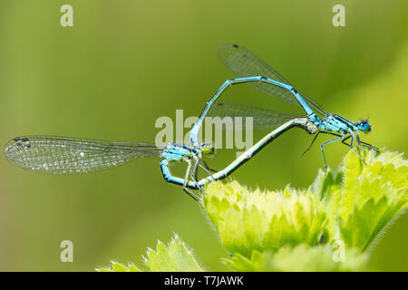 Paarung Azure Bluet Stockfoto