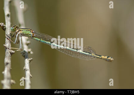 Weibliche Kelch-gekennzeichneten Damselfly Stockfoto