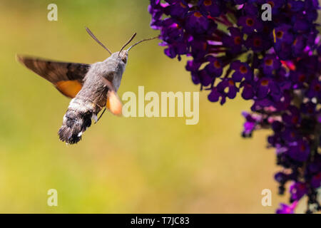 Hummingbird Hawk-moth Fütterung auf ein buddleja Stockfoto