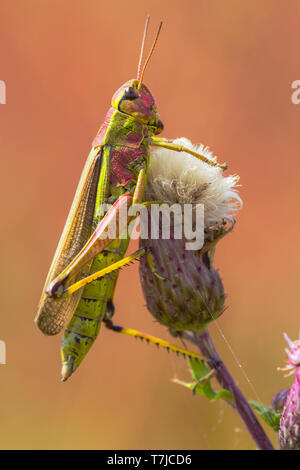 Große Marsh Heuschrecke, Stethophyma grossum Stockfoto