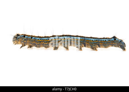 Lakai-Falter-Raupe Stockfoto