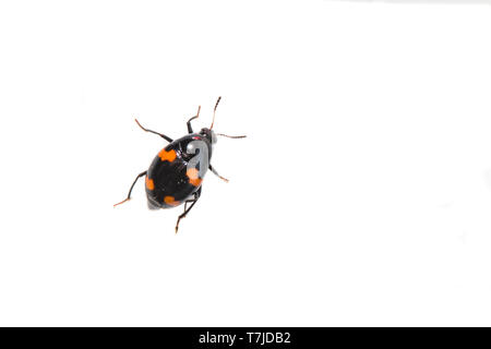 Orange - beschmutzt, scaphidium Scaphidium quadrimaculatum Stockfoto