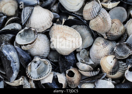 Schalen gewaschen bis an der Küste Stockfoto