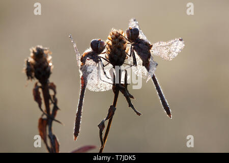 Vagrant, libel Sympetrum vulgatum Stockfoto