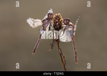 Vagrant, libel Sympetrum vulgatum Stockfoto