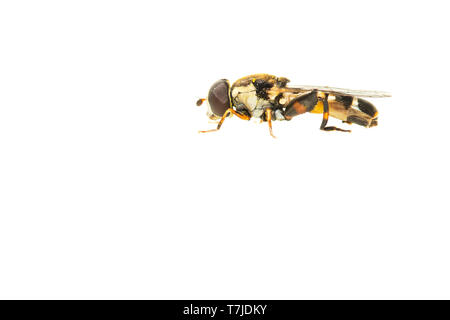 Dicke-legged Hoverfly, Syritta pipiens Stockfoto