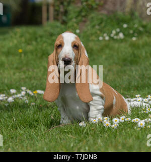 Basset Hound Welpen Stockfoto