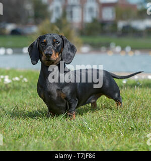 Zwergdackel Stockfoto