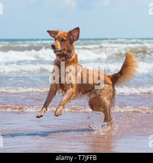 Golden Retriever spielen am Strand Stockfoto