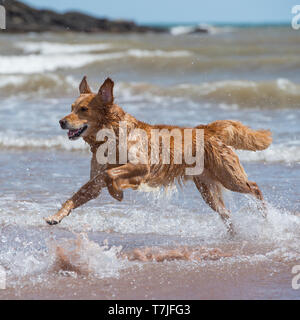 Golden Retriever spielen am Strand Stockfoto