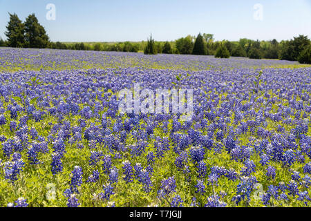 Bereich der Kornblumen Stockfoto