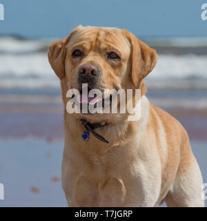 Labrador Retriever, gelb Stockfoto