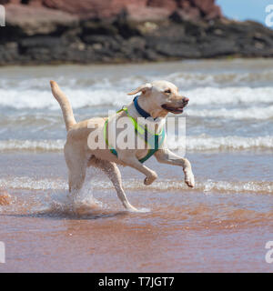 Labrador Retriever Hund am Strand Stockfoto