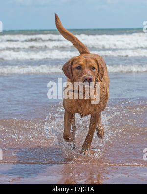 Labrador Retriever Hund am Strand Stockfoto