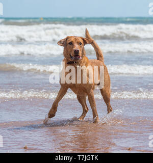 Labrador Retriever Hund am Strand Stockfoto