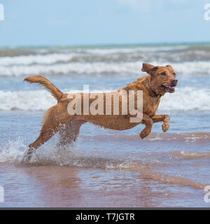 Labrador Retriever Hund am Strand Stockfoto