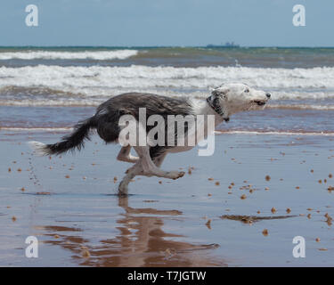 Lurcher Hund am Strand im Meer Stockfoto